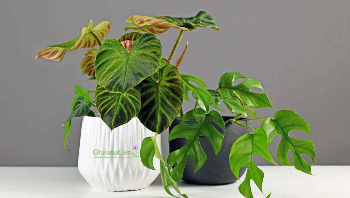 Chọn chậu đúng chuẩn chất lượng