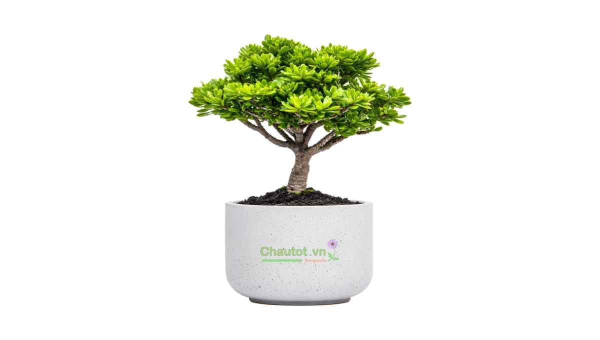 Chậu composite dáng thấp – bonsai mini