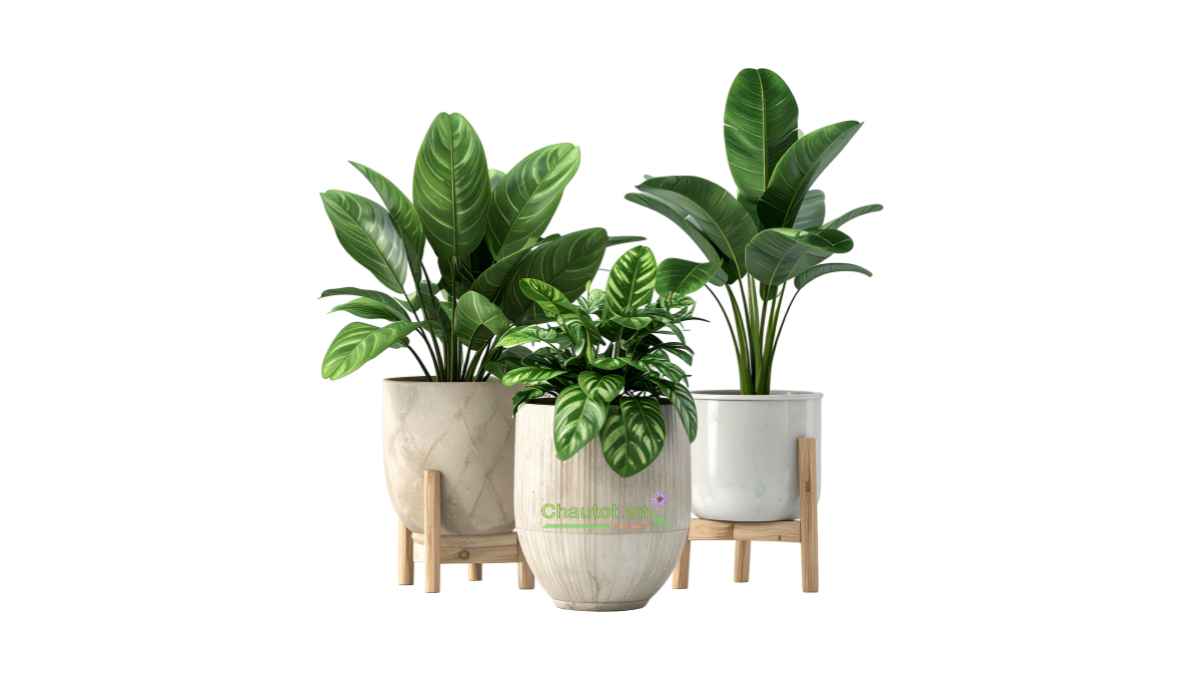 Chậu cây composite có thiết kế đẹp, hiện đại