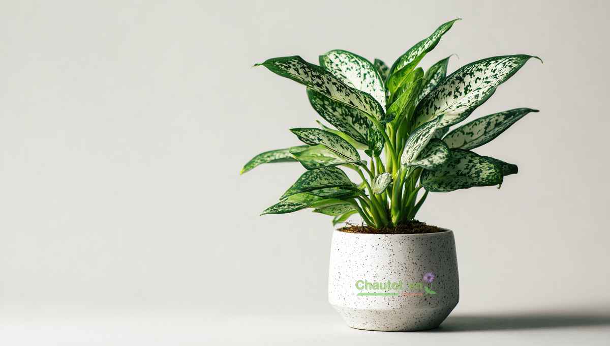 Gợi ý cây cảnh phù hợp trang trí Tết với chậu composite
