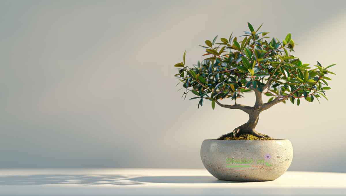 Chậu cây kiểu hình học / tối giản
