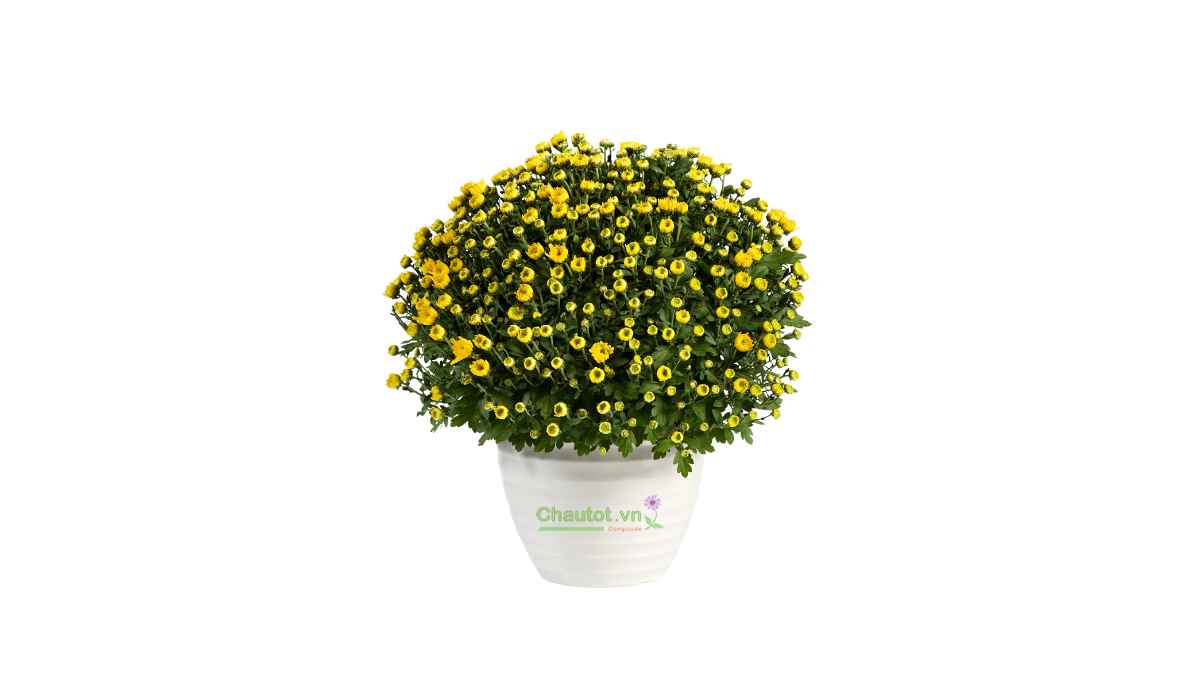 Độ bền cao – không lo nứt vỡ dịp Tết