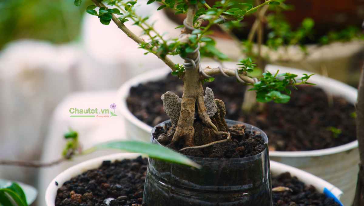 Tại sao chọn chậu composite để trưng bonsai ngày Tết?