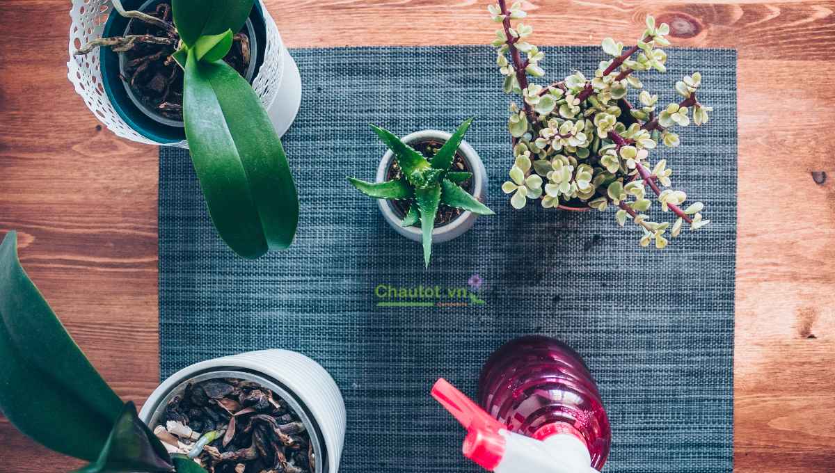 Tips chọn chậu composite đẹp cho Tết