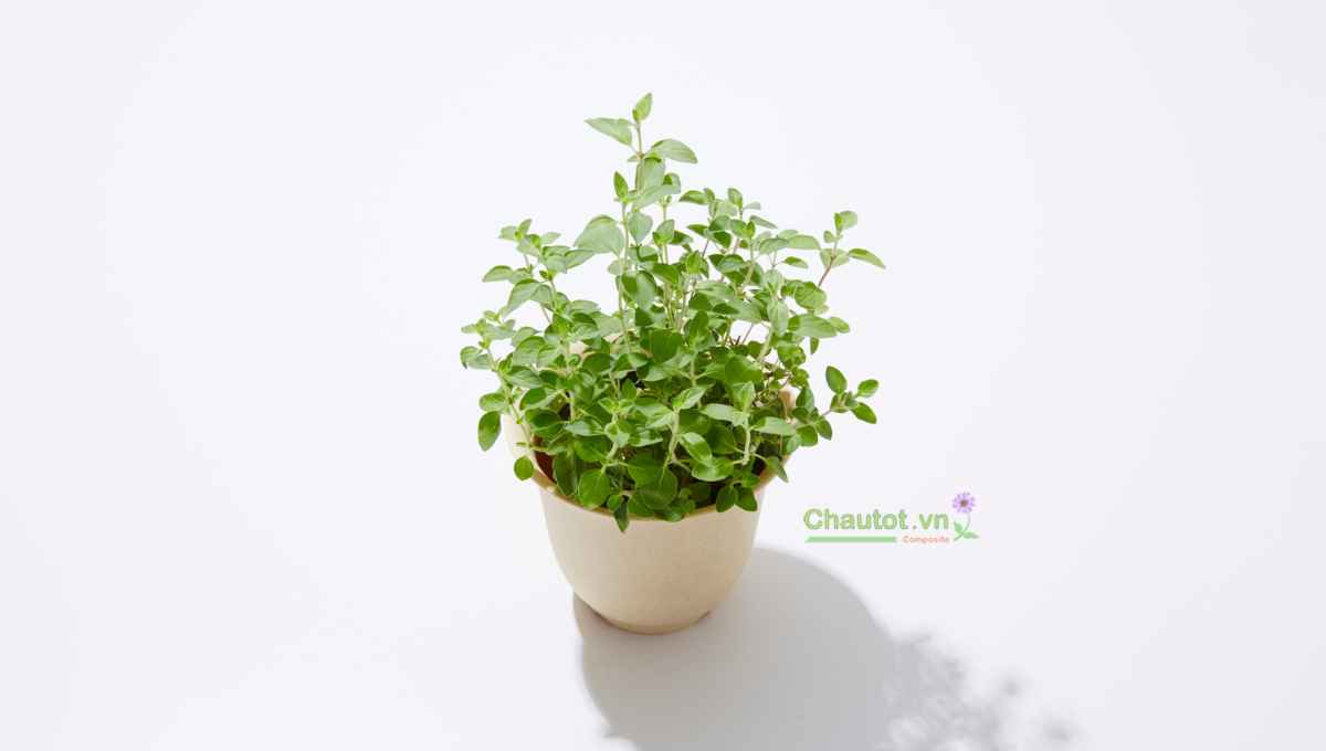 Nguồn gốc và chất liệu chậu composite