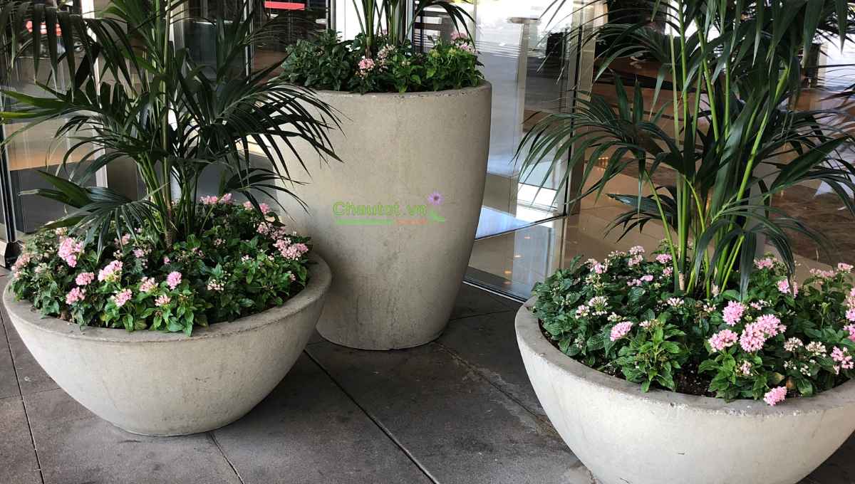 Hướng dẫn chọn chậu composite phù hợp trưng bonsai