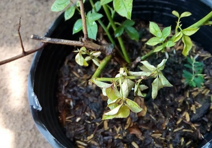 Nguyên nhân khiến hoa nhanh héo