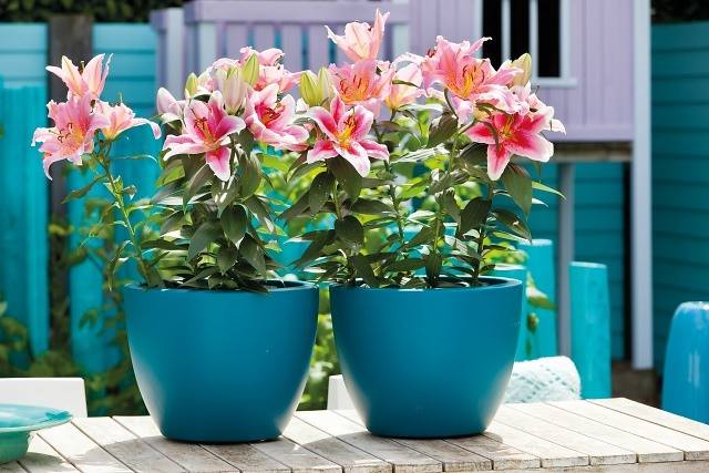 Đặt chậu ở nơi không phù hợp