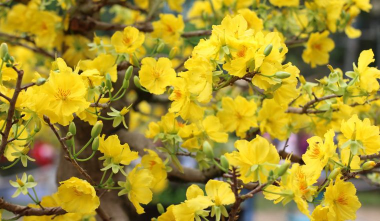 Những điều cần lưu ý khi bón phân cho cây mai