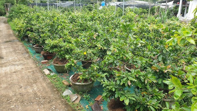 Phân bón cho cây mai trồng trong chậu