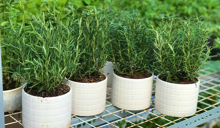 Chậu cây hương thảo