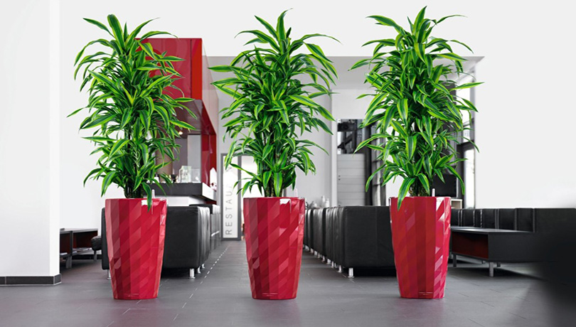 Chậu composite dáng cao sang trọng