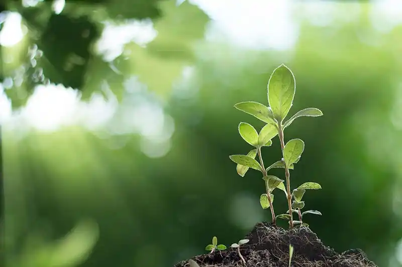 Cây cảnh chậm lớn phải làm sao? Giải pháp cho người chơi cây