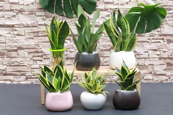 Vì sao nên đặt chậu cây văn phòng ở nơi làm việc?