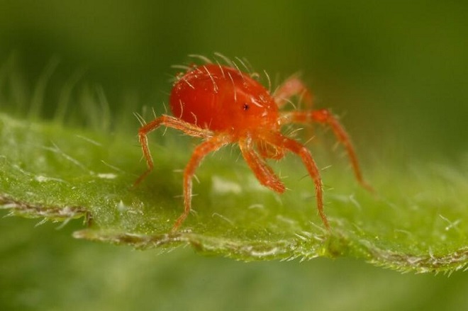 Nhện đỏ phá hoại cây? Đừng lo, đây là cách xử lý triệt để!