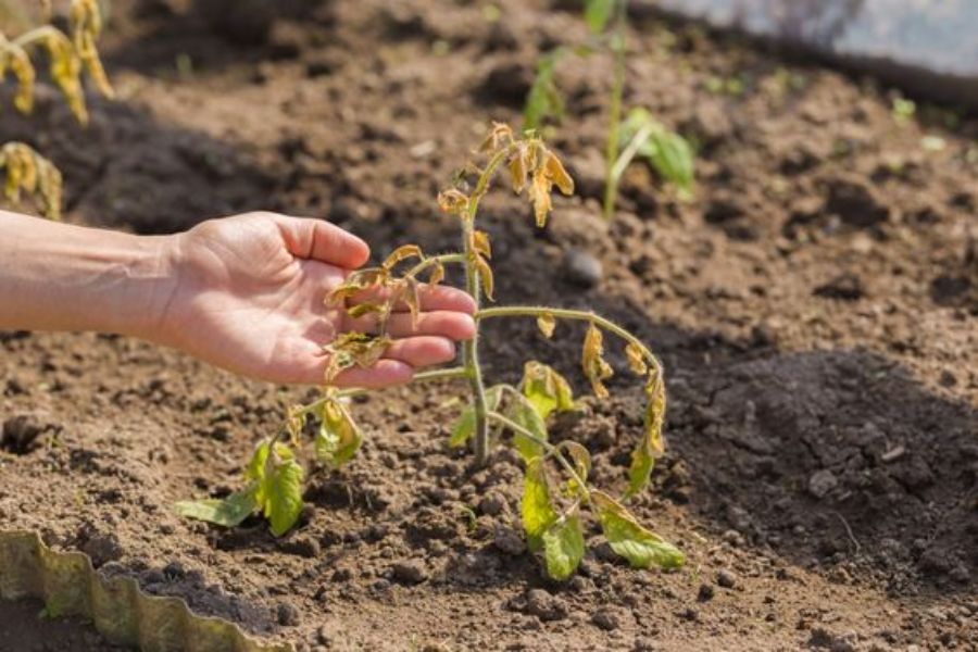 Các bước kiểm tra và duy trì độ chua của đất