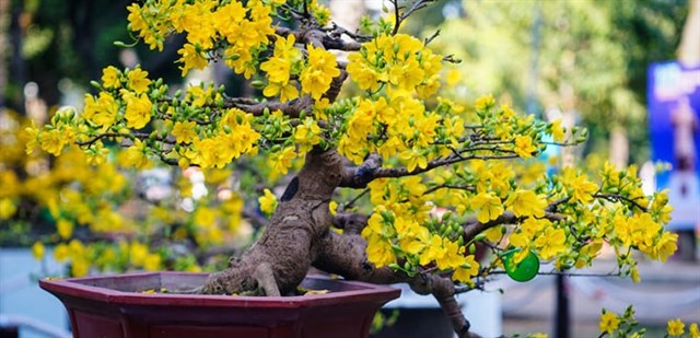 Giai đoạn phục hồi sau Tết