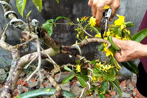 Cắt tỉa và tạo dáng cho cây mai