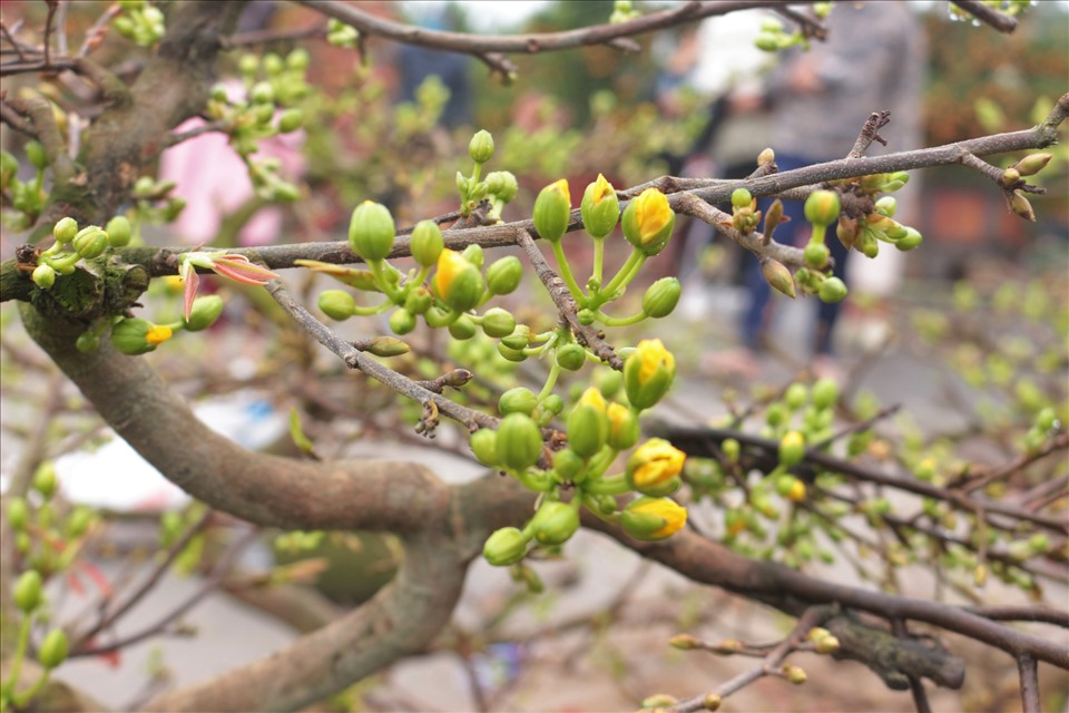 Giai đoạn nuôi nụ và chuẩn bị ra hoa