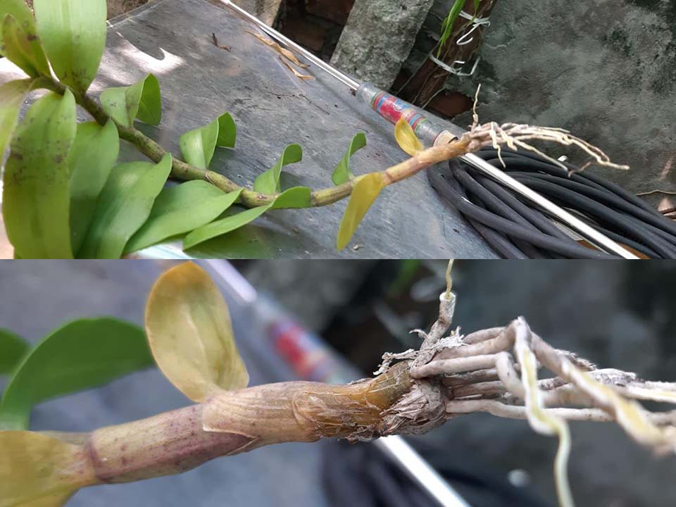 Tác động tổng thể