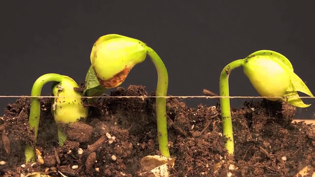 Kích thích nảy mầm