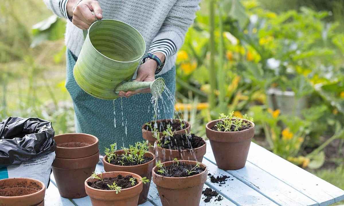 Chăm sóc hoa ly trong chậu với lượng nước phù hợp