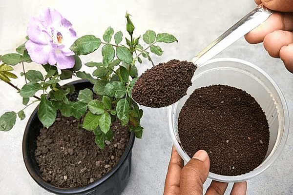 KHÔNG tập trung bón phân cho hoa hồng bị yếu