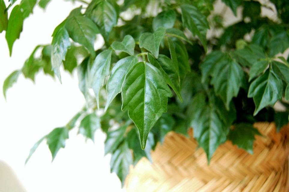 Lý do gì khiến cây hạnh phúc bị rụng lá?