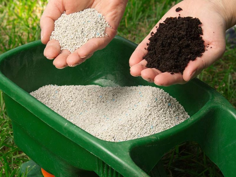 Bón đạm cho cây cảnh đúng cách với 3 bước