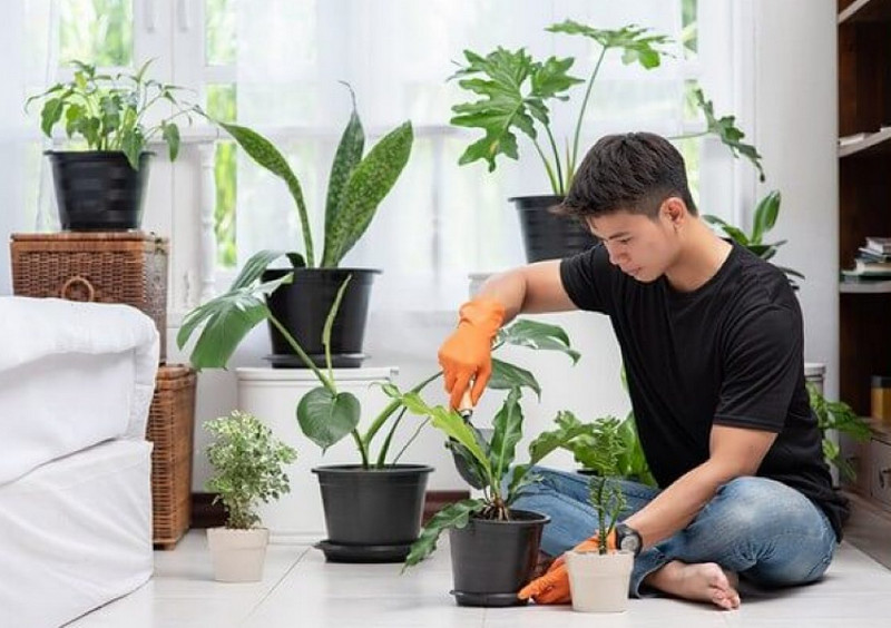 Thay đất và kiểm tra tình trạng cây trồng