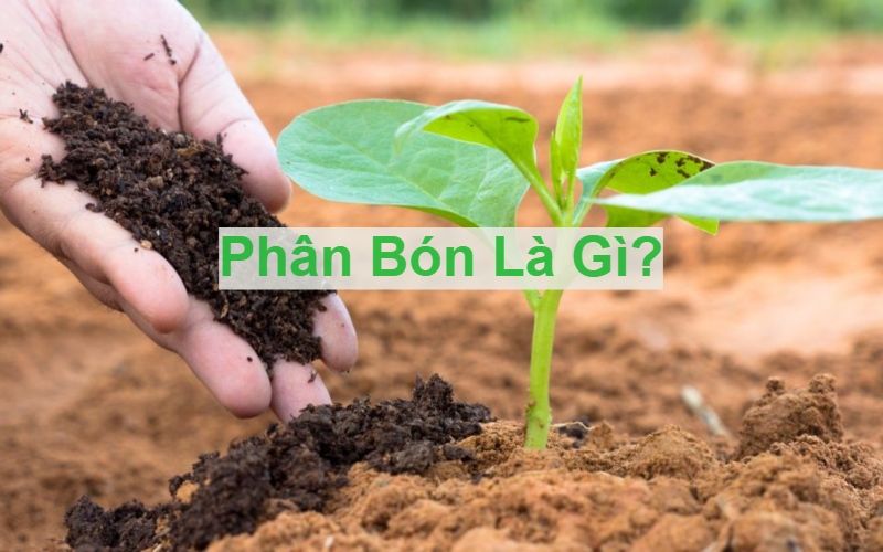 Phân bón là gì?