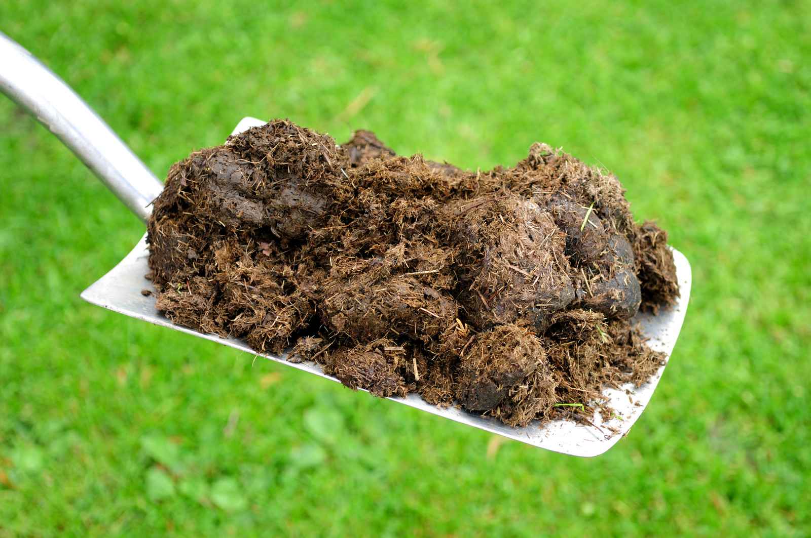 Phân chuồng ủ hoai mục là gì?