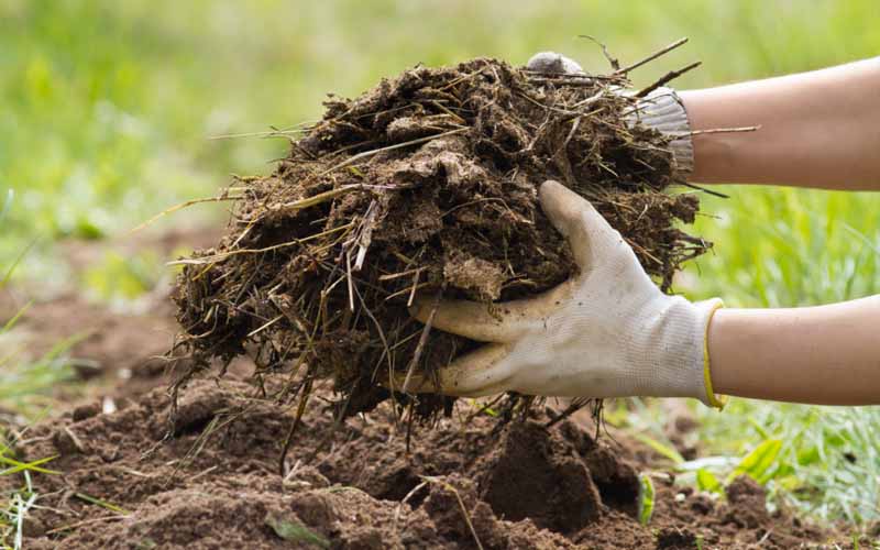 Phân chuồng ủ hoai mục – Cách cải tạo đất bạc màu hiệu quả