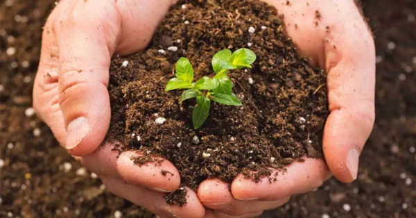 Một vài lưu ý khi sử dụng phân bón tan chậm