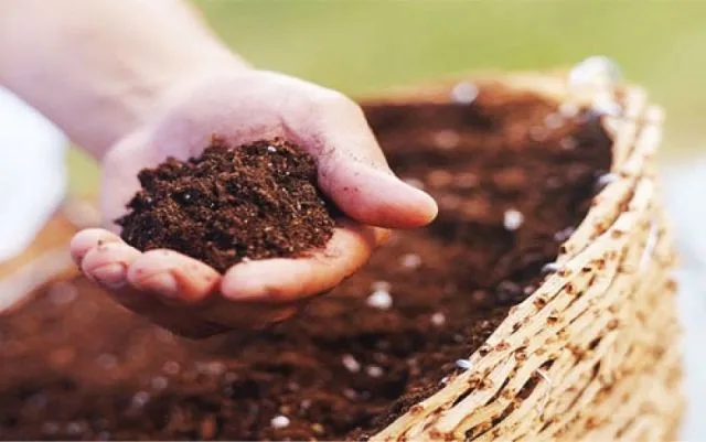 Bón trực tiếp vào đất
