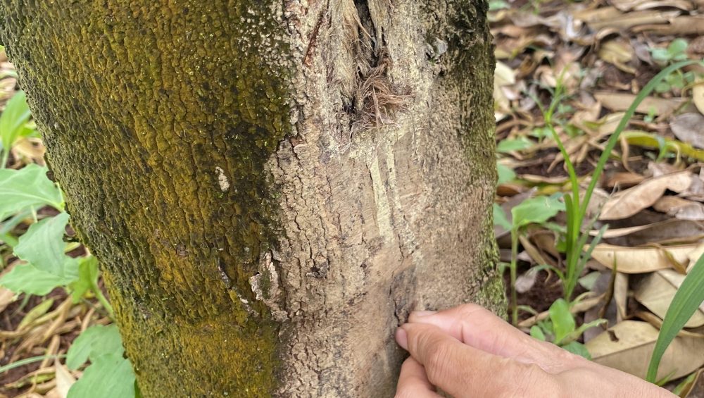 Xuất hiện lỗ đục trên thân, cành chính