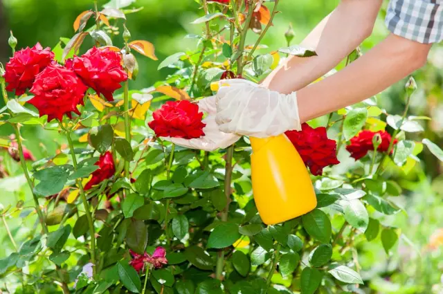 Phân dơi cho cây cảnh ra hoa, trái tốt hơn