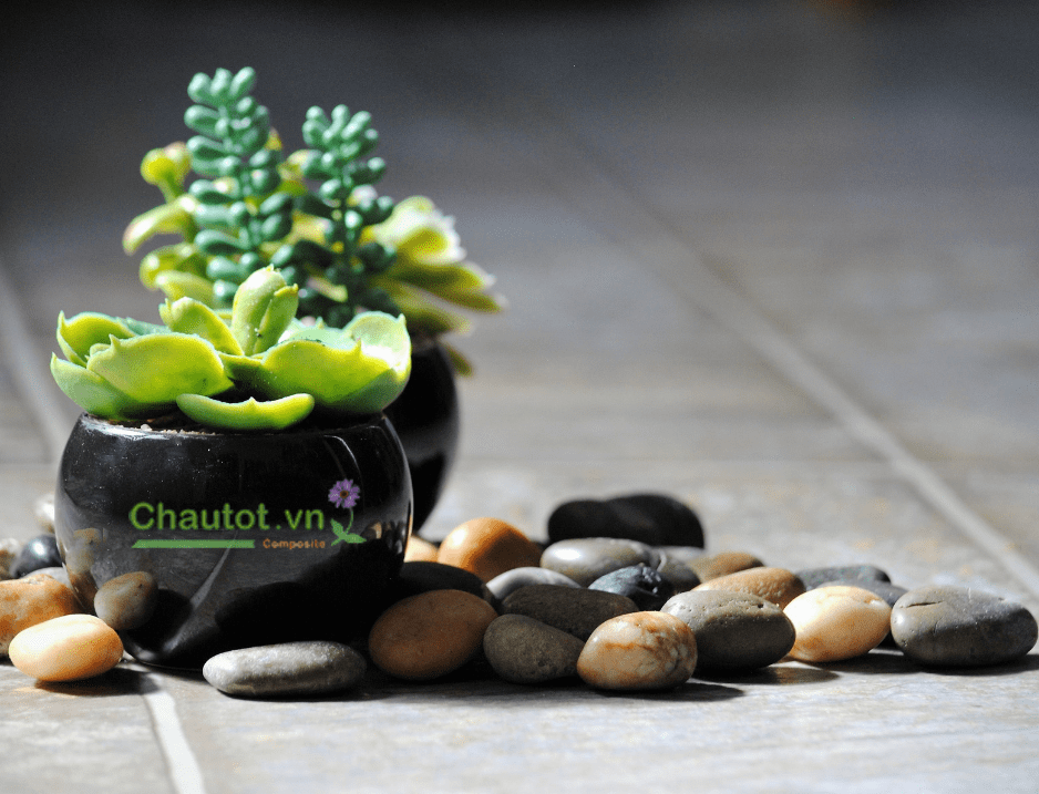 Phong thủy và cách bố trí chậu cây ngày Tết
