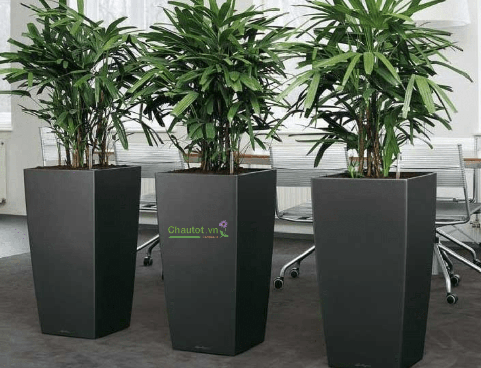 Lợi ích khi dùng chậu composite trưng cây Tết