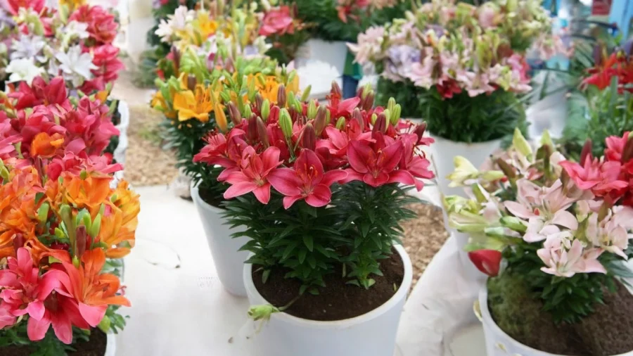 Hướng dẫn cách trồng hoa ly trong chậu