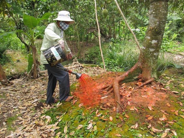 Các biện pháp chữa trị bệnh thối gốc