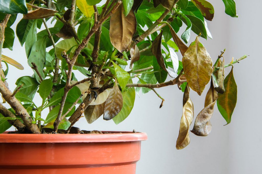 Lợi ích của việc cây rụng lá