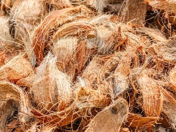Tìm hiểu về xơ dừa