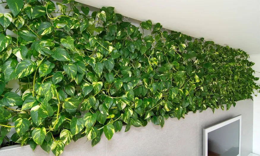 Lợi ích của việc trồng cây dây leo trong chậu