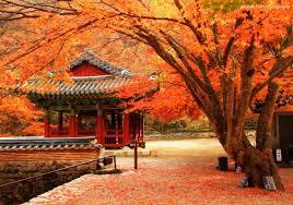 NHẬT BẢN 6 NGÀY 5 ĐÊM - OSAKA - TOKYO - PHÚ SỸ - KYOTO