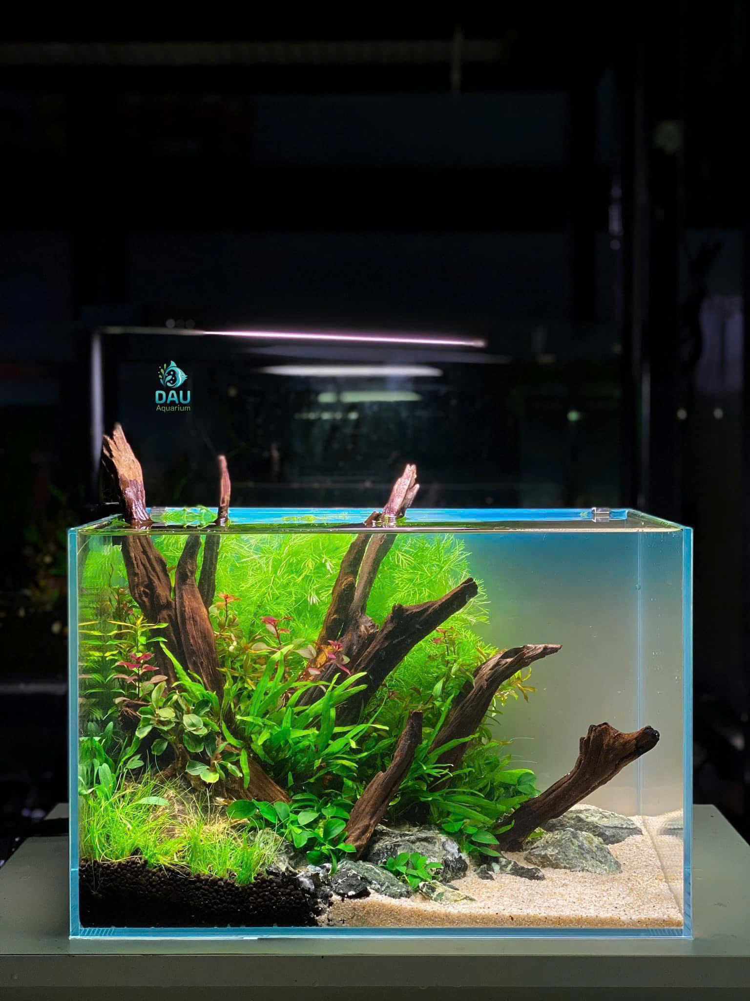 Dịch Vụ Vệ Sinh Bể Cá Tại Nhà Hà Nội – Chuyên Nghiệp & Uy Tín | Dau Aquarium