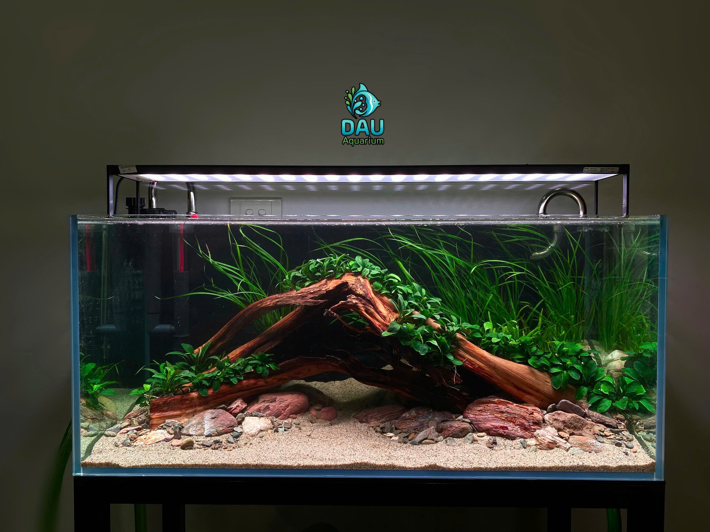Dịch Vụ Setup Bể Cá – Bể Thủy Sinh – Hồ Koi Trọn Gói Tại Hà Nội | Dau Aquarium