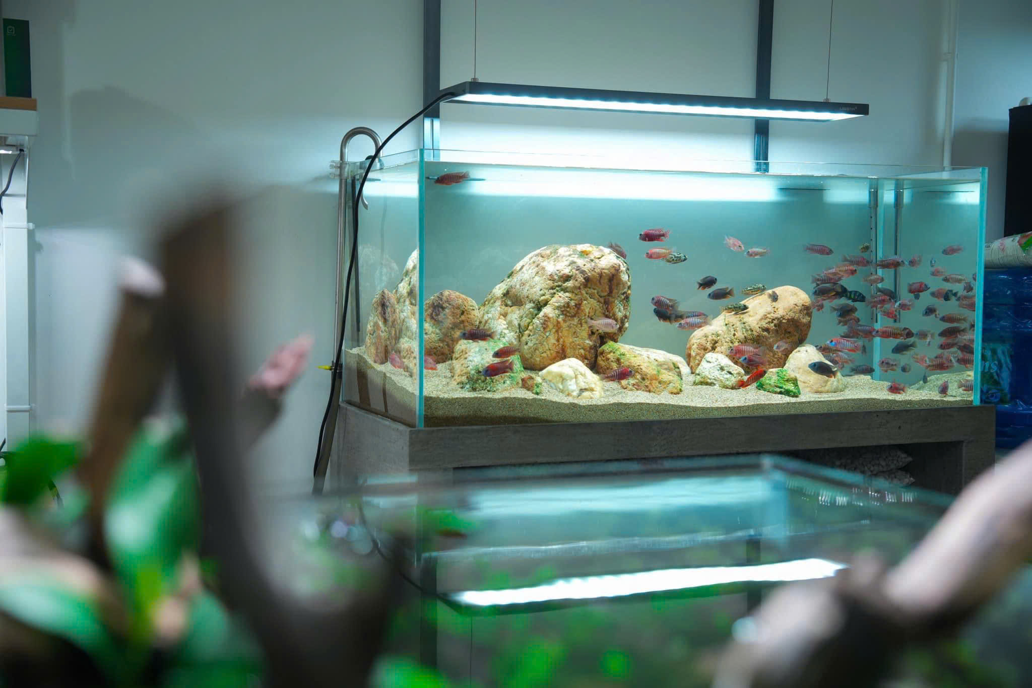 Dau Aquarium