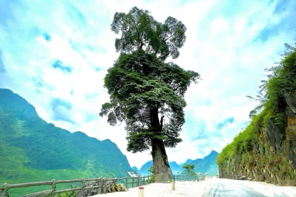 Visit "Single tree" view point 