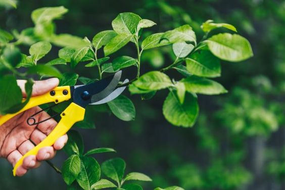 Khi nào cây bạn cần được cắt tỉa?